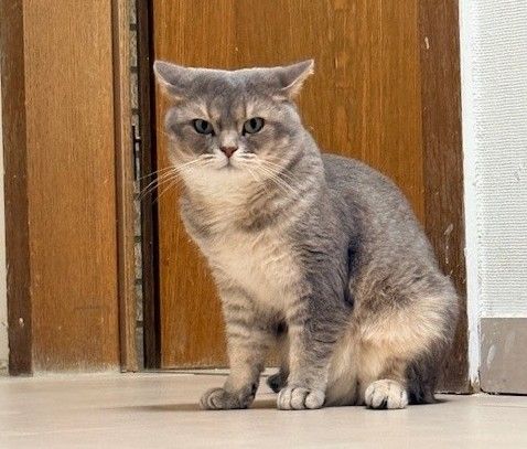 Vermisst – Kater Aslan aus Hildesheim im Bockfeld