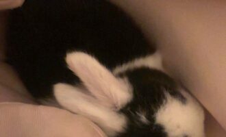 Vermisst 25.4. – Kaninchen in Bockenem/Sufeld Ring