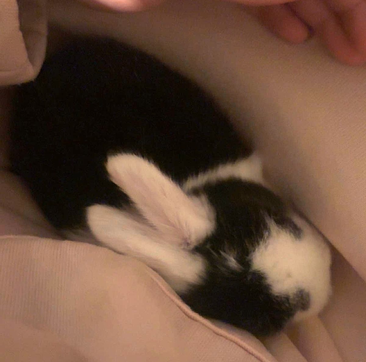 Vermisst 25.4. – Kaninchen in Bockenem/Sufeld Ring