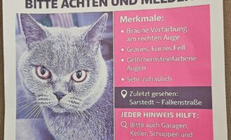 Vermisst 28.4. – Katze Luna aus Sarstedt/Falkenstraße