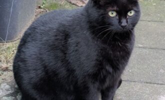 Vermisst 28.4. – Kater Maxi aus 31180 Giesen