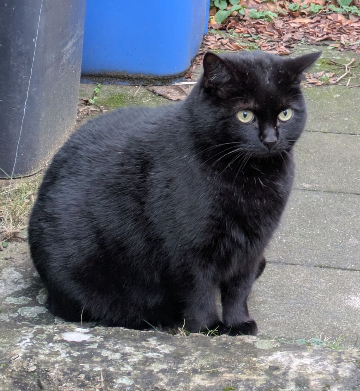 Vermisst 28.4. – Kater Maxi aus 31180 Giesen