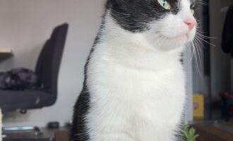 Vermisst – Kater Mucki aus Hildesheim-Nord/Posthofstraße