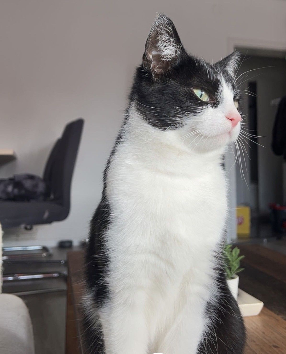 Vermisst – Kater Mucki aus Hildesheim-Nord/Posthofstraße