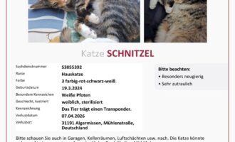 Vermisst – Katze Schnitzel aus Algermissen/Mühlenstraße