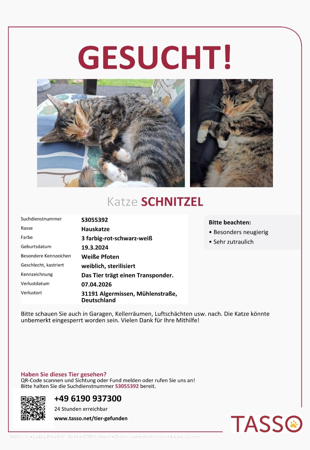 Vermisst – Katze Schnitzel aus Algermissen/Mühlenstraße