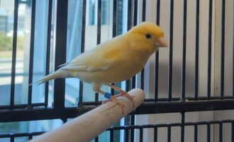 Zugeflogen 21.4. – Kanarienvogel aus Elze