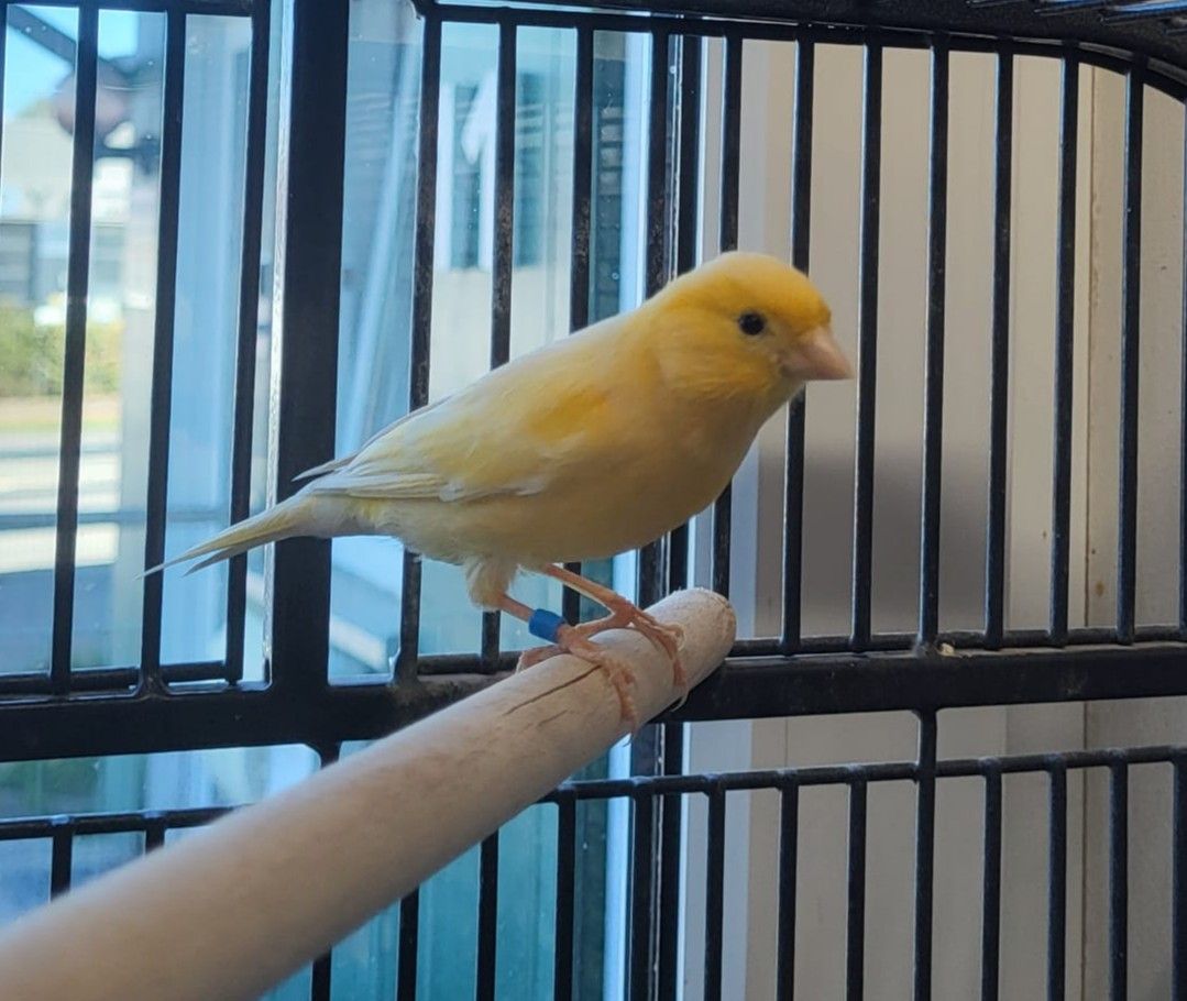 Zugeflogen 21.4. – Kanarienvogel aus Elze