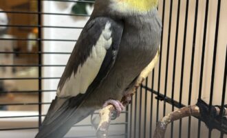 Zugeflogen – Nymphensittich aus Ochtersum