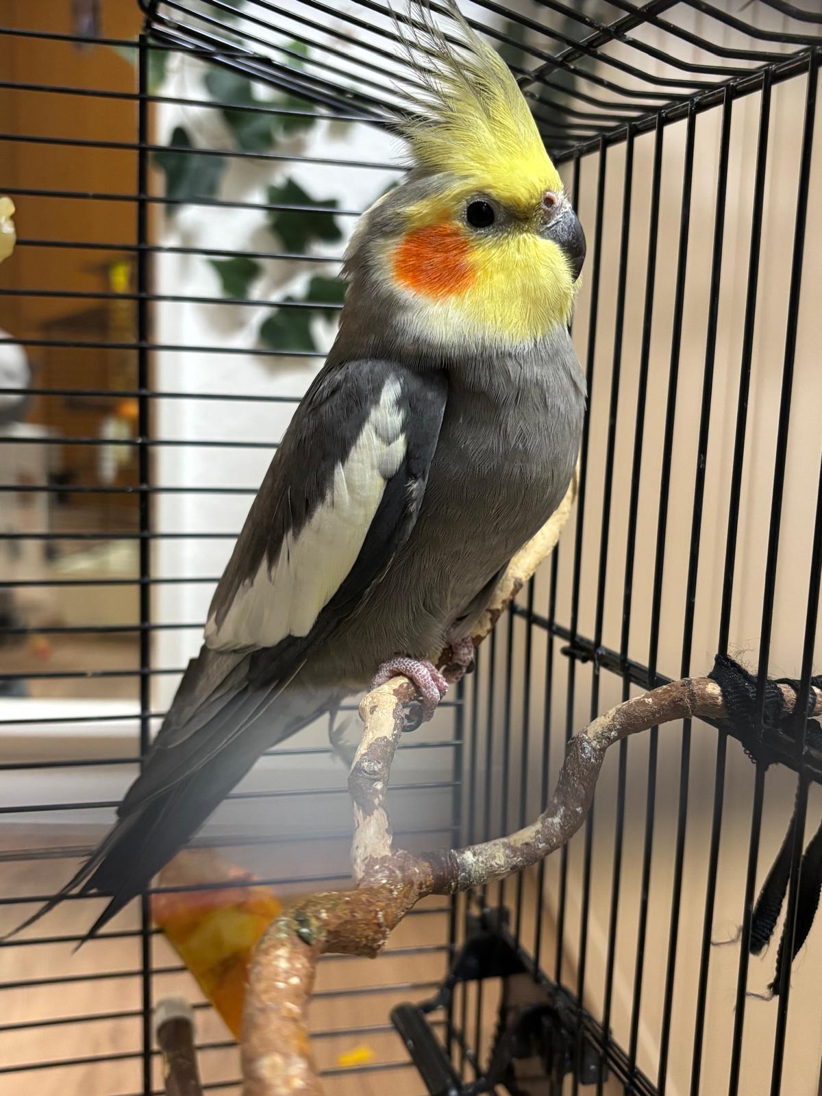 Zugeflogen – Nymphensittich aus Ochtersum