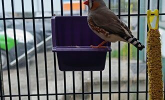 Zugeflogen 17.4. – Zebrafink (m) vom Neuhof Spielplatz