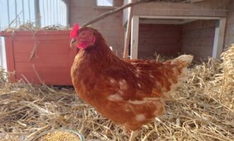 Zugeflogen 22.4. – Henne aus der Martin-Luther-Straße, Hildesheim