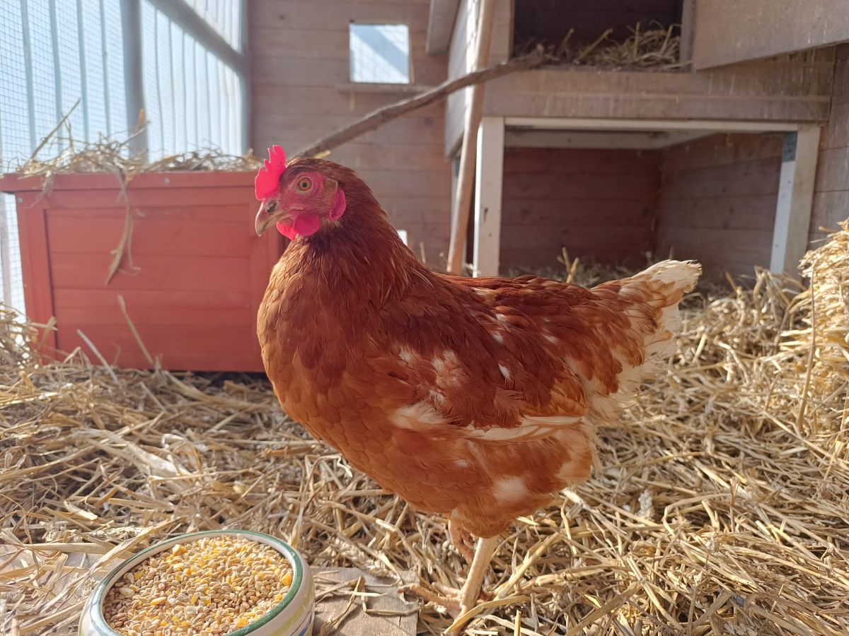 Zugeflogen 22.4. – Henne aus der Martin-Luther-Straße, Hildesheim