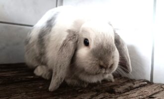 Zugelaufen 19.4. – Widderkaninchen Nähe Brüggen