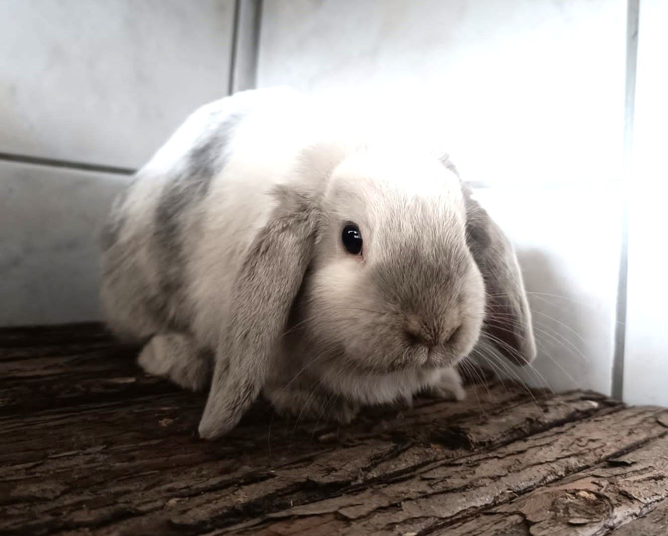 Zugelaufen 19.4. – Widderkaninchen Nähe Brüggen