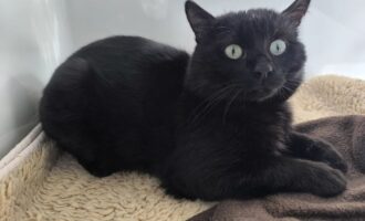 Zugelaufen am 17.4. – Kater vom Nordfriedhof/Ecke Ludolfinger Straße in Hildesheim