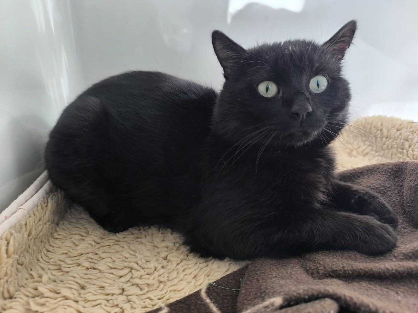 Zugelaufen am 17.4. – Kater vom Nordfriedhof/Ecke Ludolfinger Straße in Hildesheim