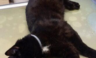 Zugelaufen – Leider verstorben: Junger Kater aus der Nähe von Sibbesse