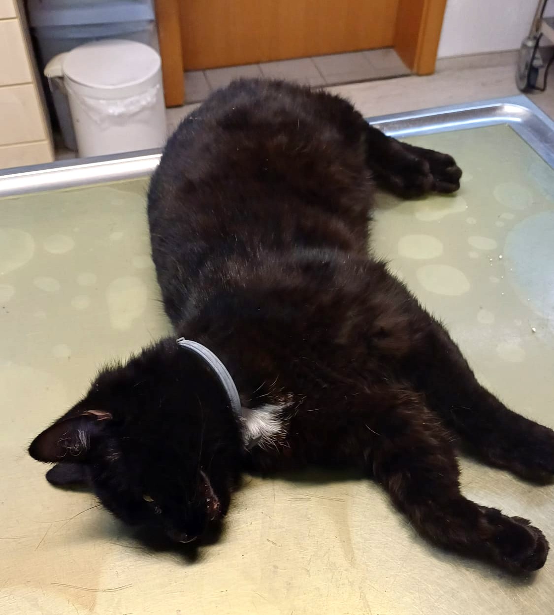 Zugelaufen – Leider verstorben: Junger Kater aus der Nähe von Sibbesse