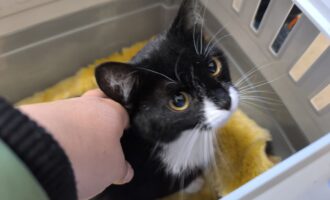 Zugelaufen 22.4. – Katze (w) aus Hildesheim/Bischofskamp