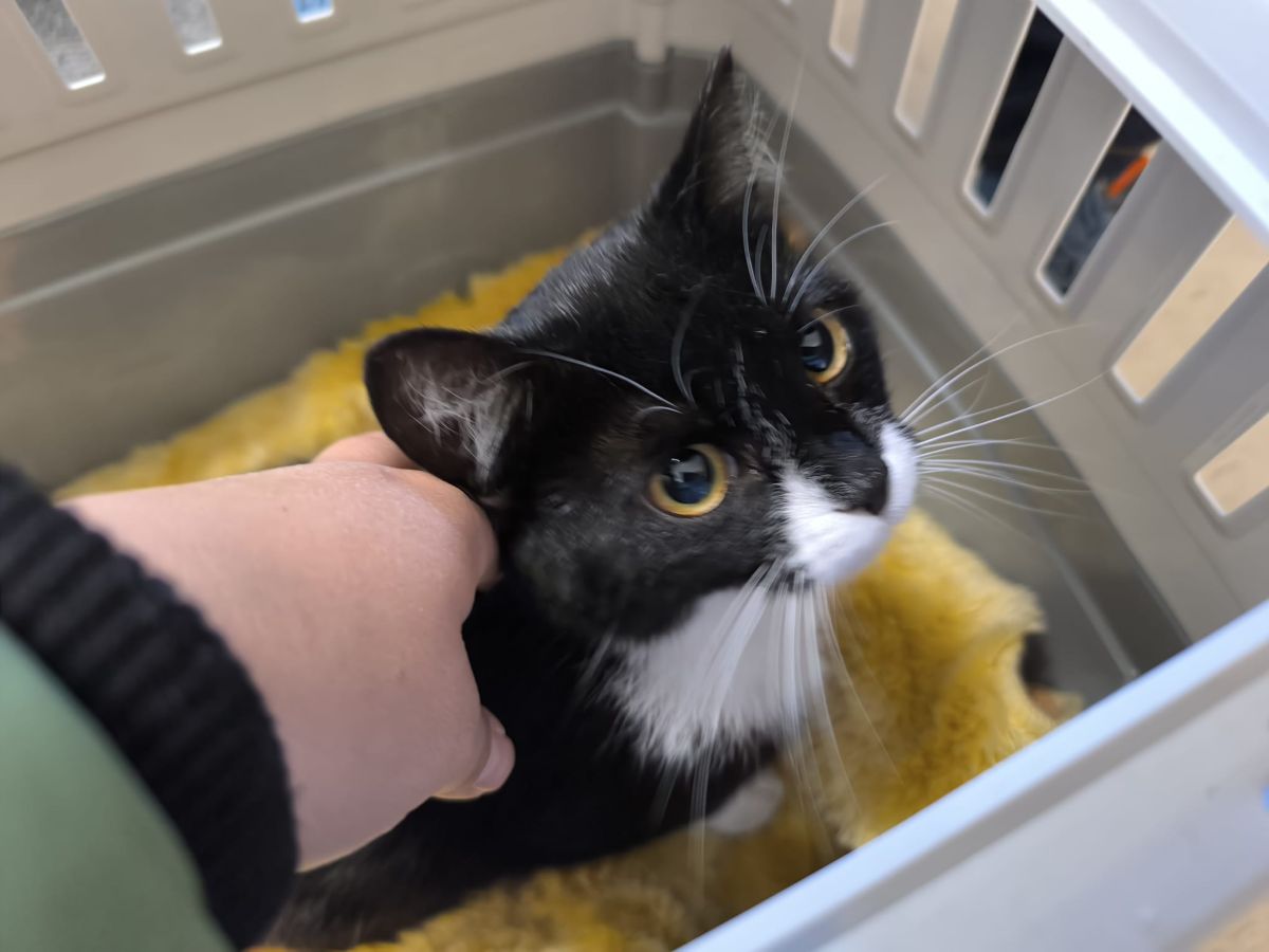 Zugelaufen 22.4. – Katze (w) aus Hildesheim/Bischofskamp