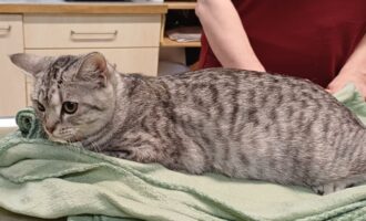 Zugelaufen am 6.4. – Katze aus der Posthofstraße in Hildesheim-Nordstadt