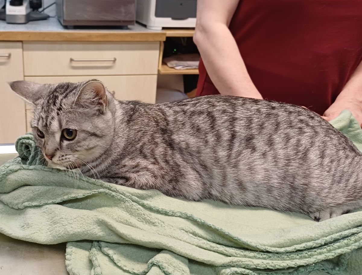 Zugelaufen am 6.4. – Katze aus der Posthofstraße in Hildesheim-Nordstadt