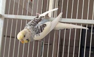 Zugeflogen 3.4. – Wellensittich (w) aus HI/Paul-Ehrlicher-Park