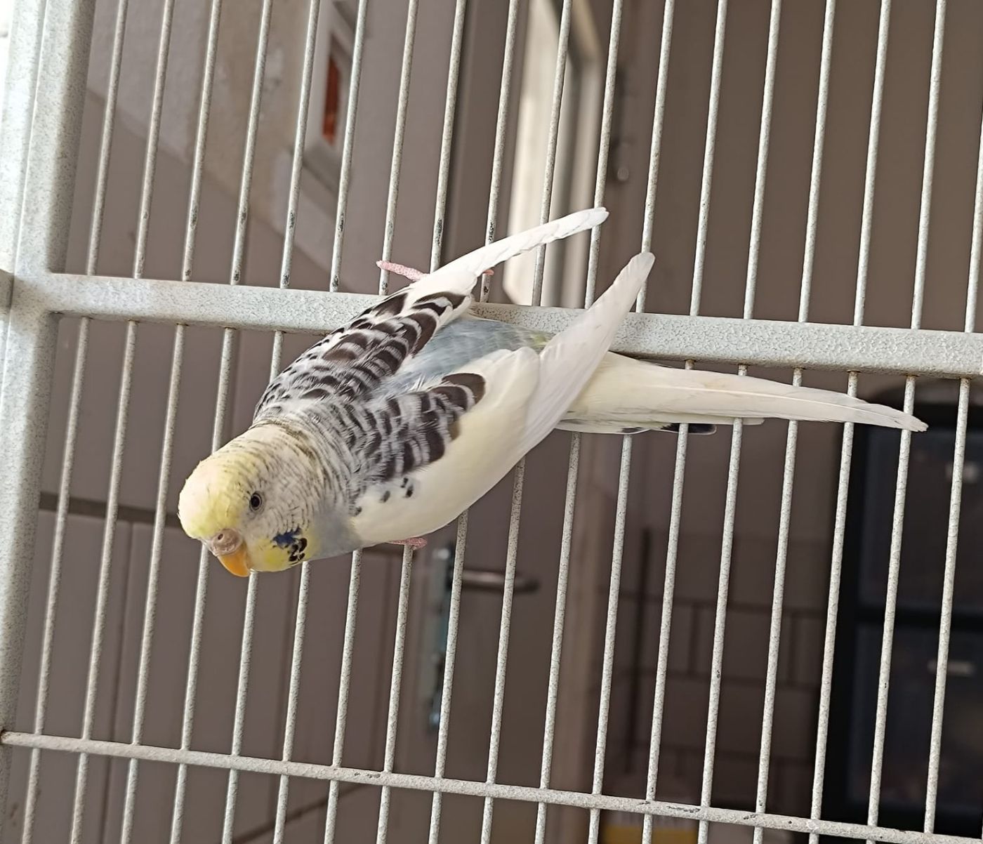 Zugeflogen 3.4. – Wellensittich (w) aus HI/Paul-Ehrlicher-Park