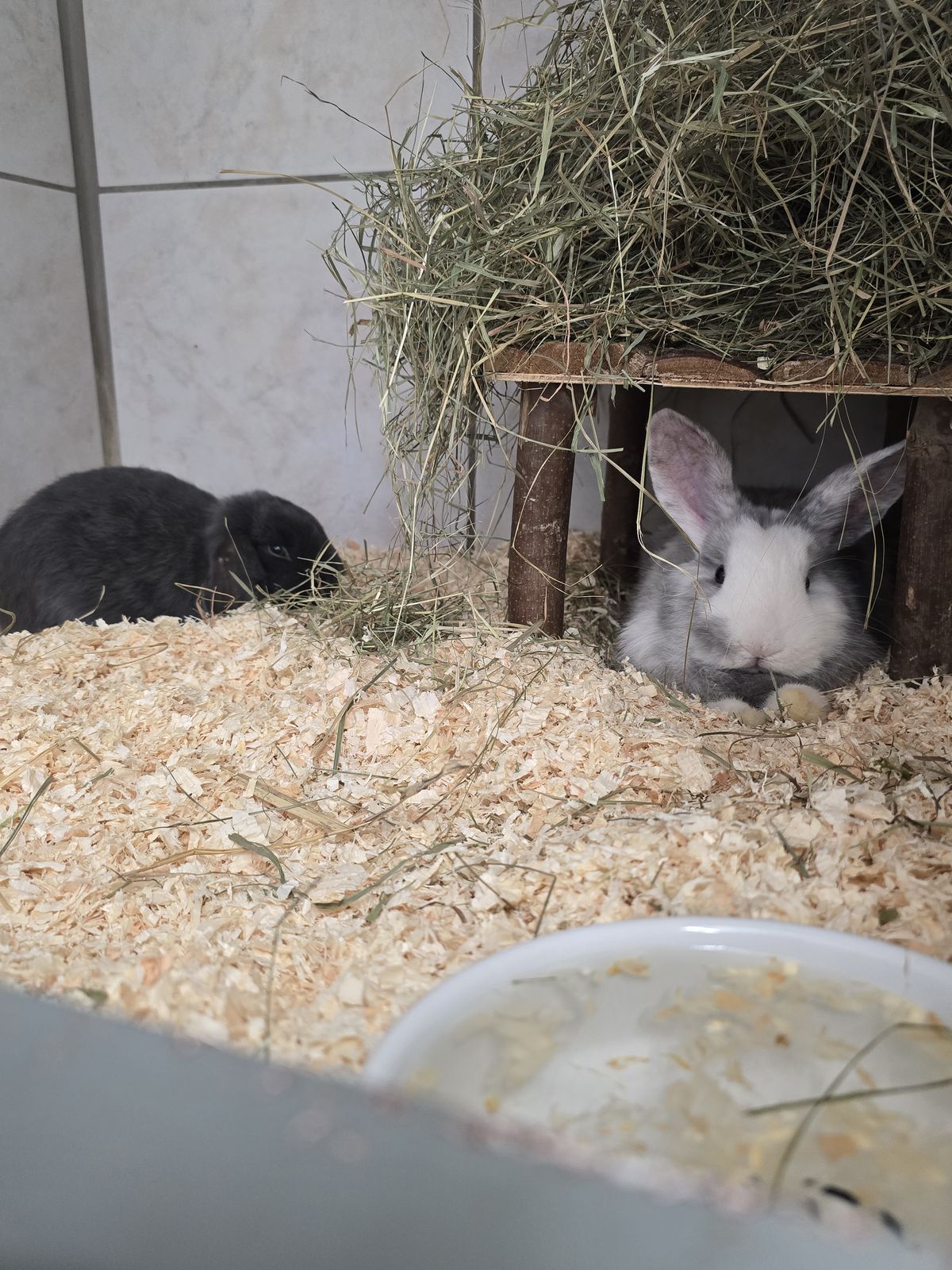 Kaninchenkinder Anna und Tiana