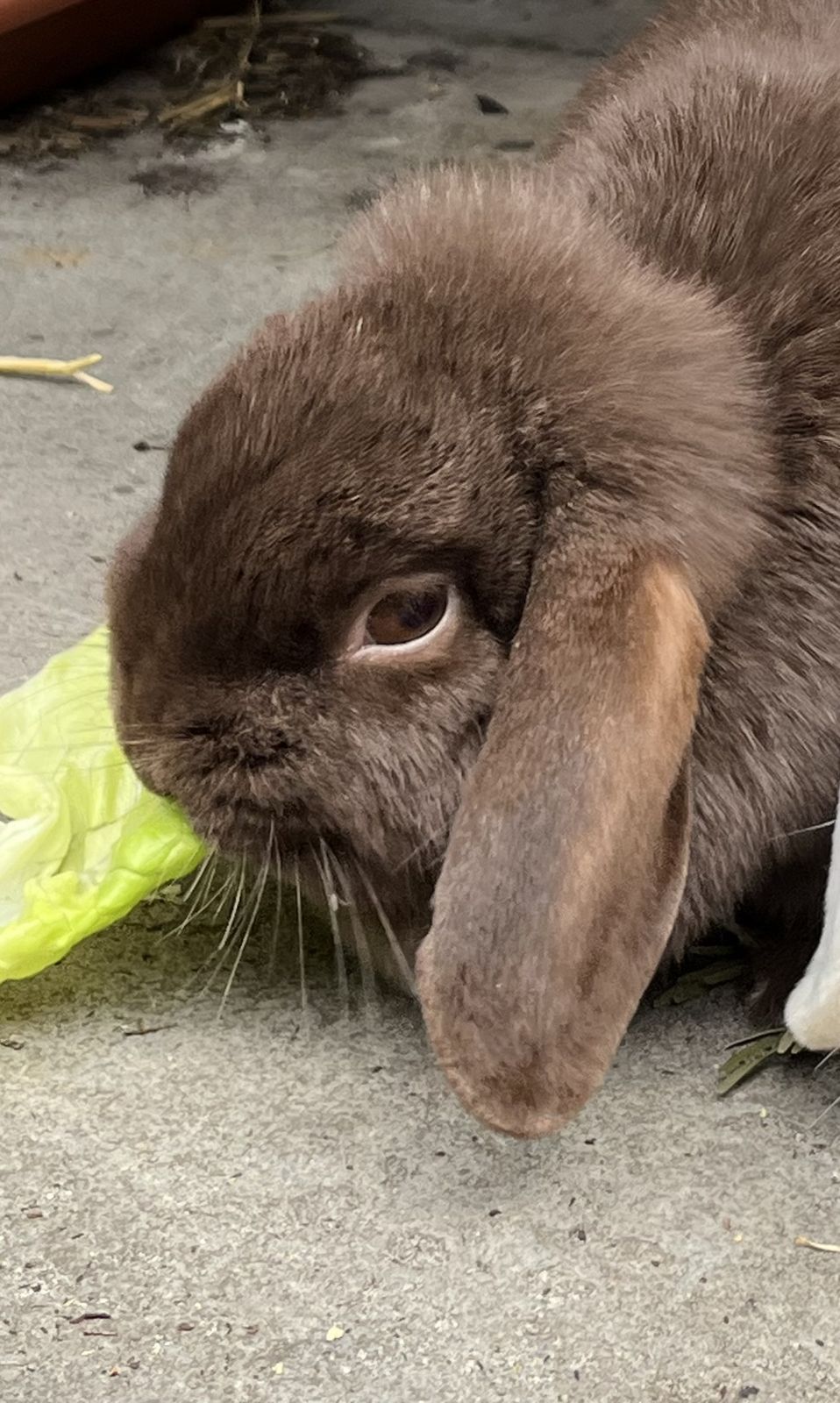 Widderkaninchen Bonni für Außenhaltung