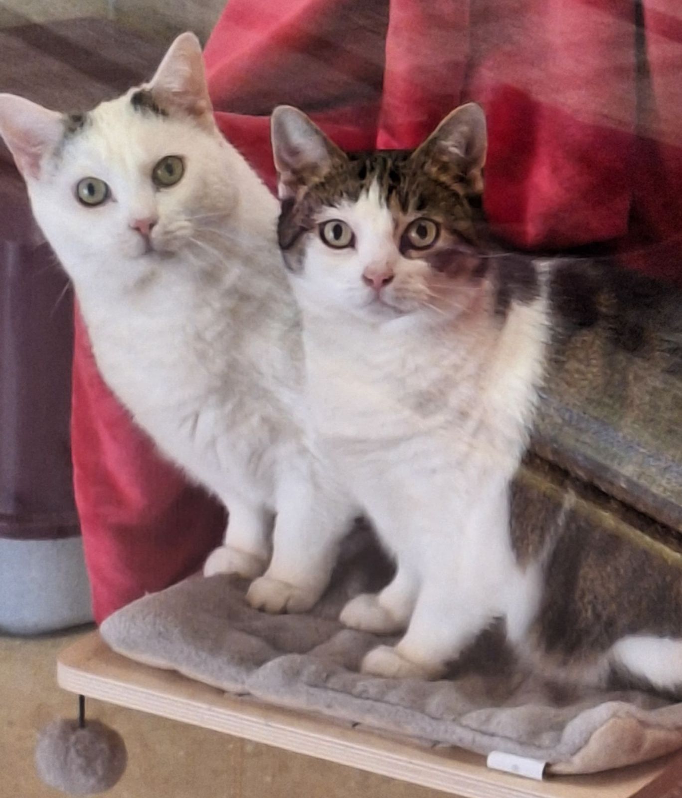 Katzen Kuschi und Mary-Lou