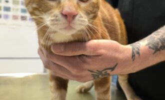 zugelaufen- junger Kater in Sarstedt gefunden