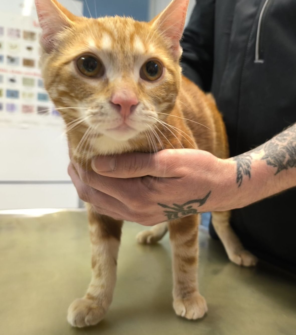 zugelaufen- junger Kater in Sarstedt gefunden