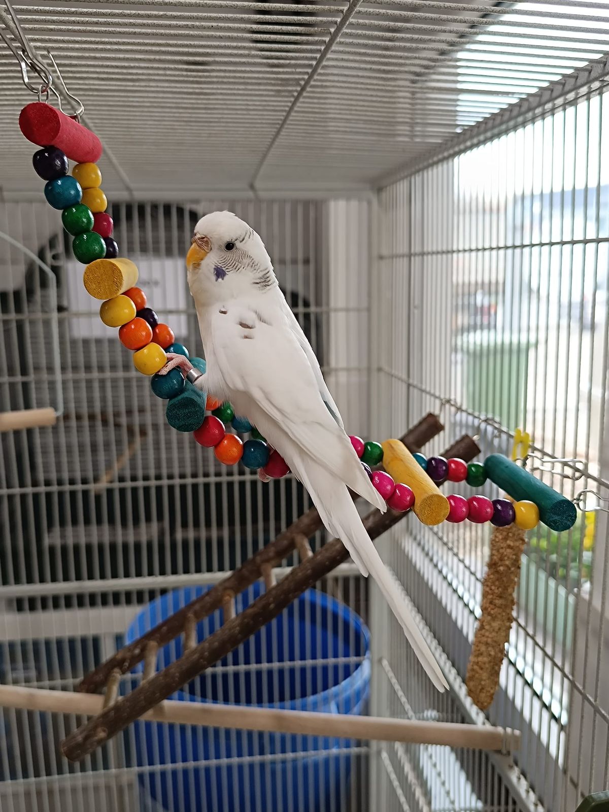 Wellensittich Willi Winzig