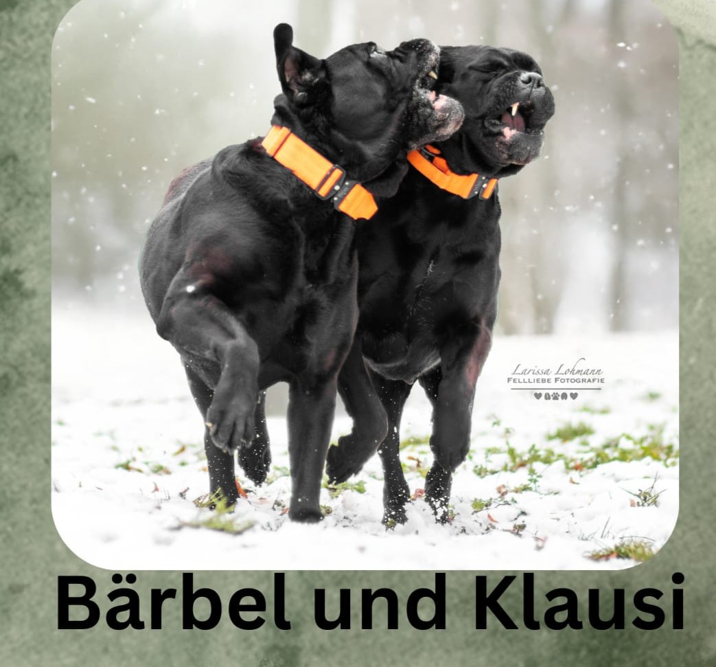 Dringend Zuhause oder Pflegestelle für Bärbel und Klausi gesucht