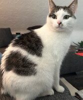 Vermisst – Kater Hannibal aus Sarstedt/Wacholderweg
