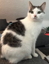 Vermisst – Kater Hannibal aus Sarstedt/Wacholderweg