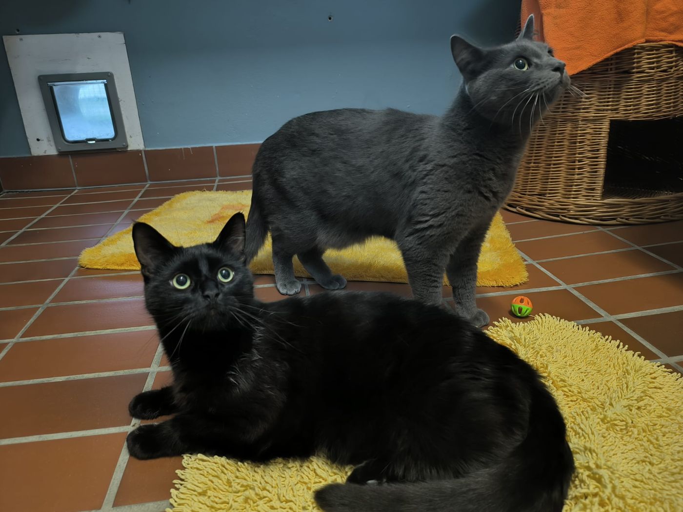 Junge Kater Leo und Blacky im Zweierpack für Wohnungshaltung