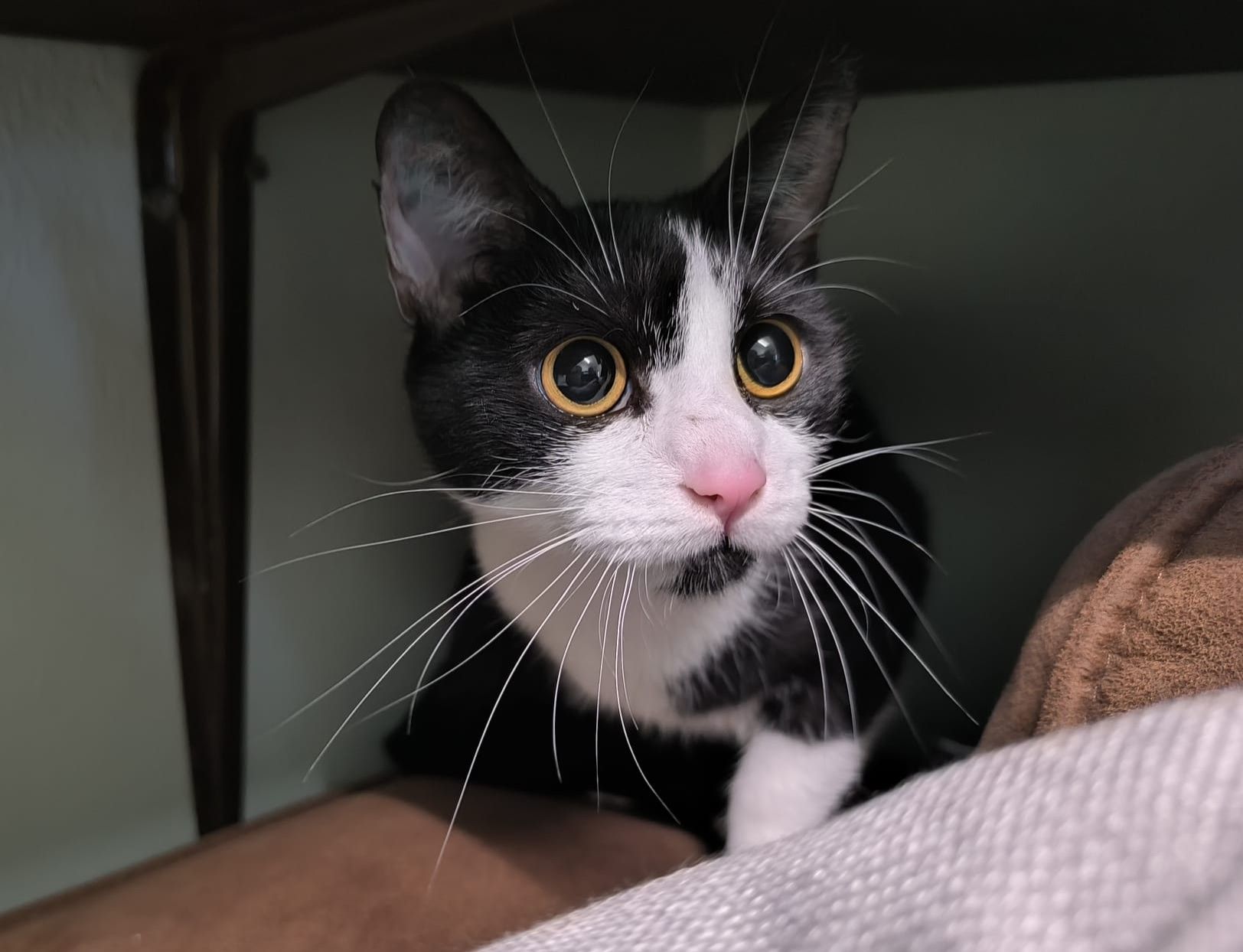Junge Katze Lilli für Freigangs- oder Wohnungshaltung