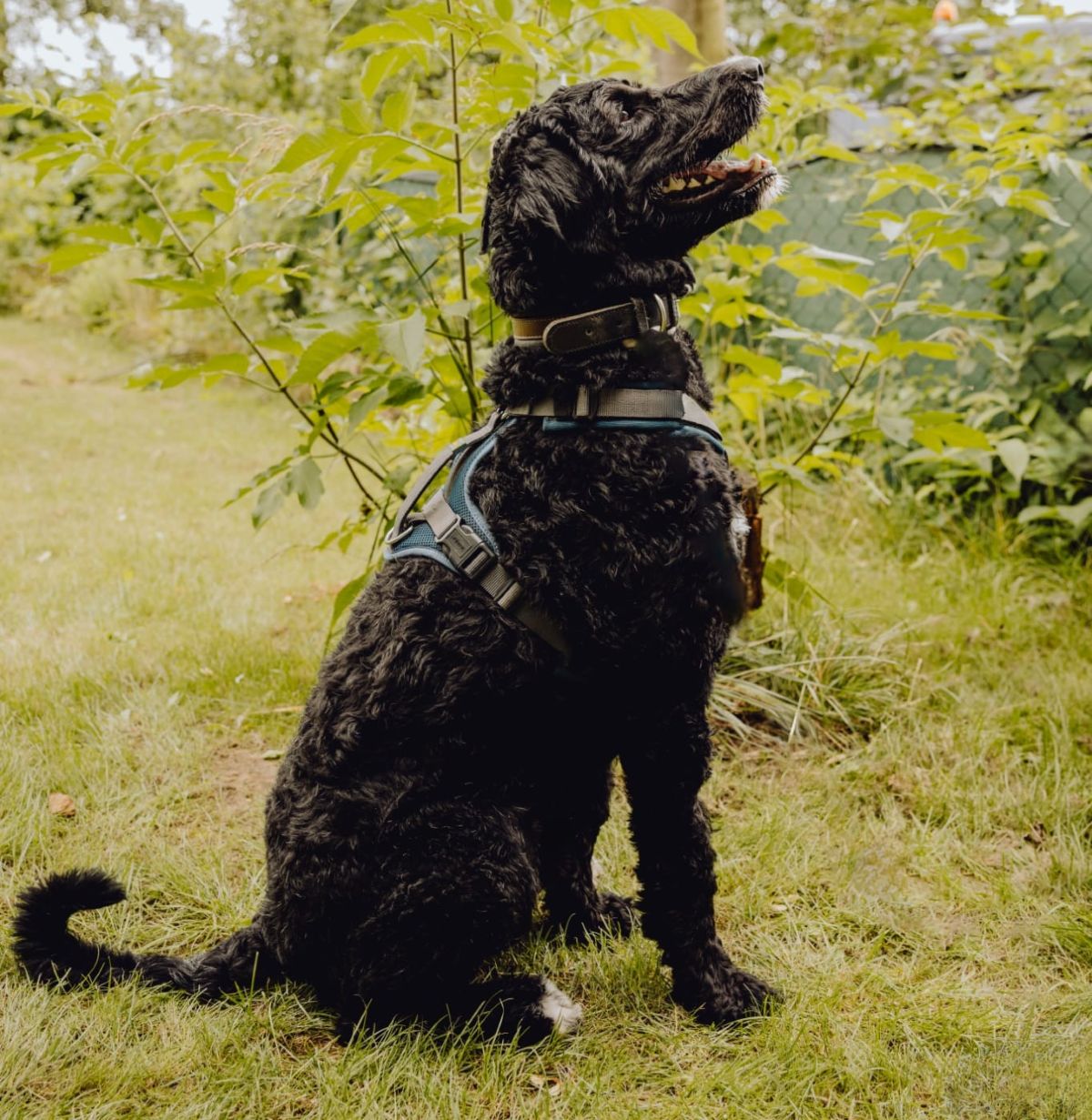 Junger Bernerdoodle-Rüde Mezzo