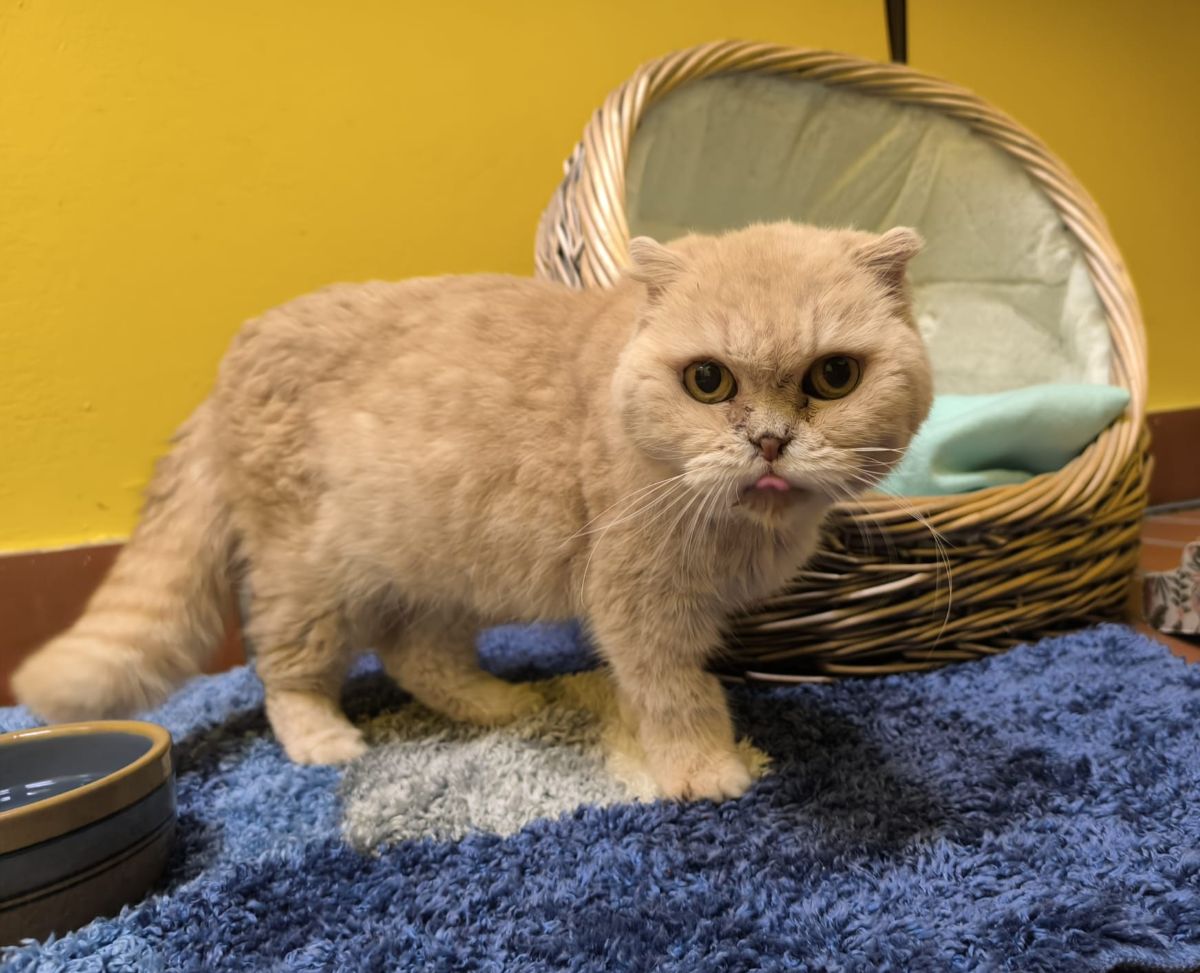Katze Phiebi für Wohnungs- oder Freigangshaltung