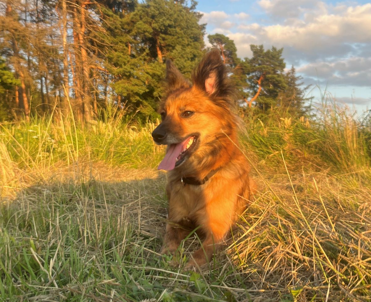 Privatvermittlung – Bordercollie-Spitz-Mix-Hündin Holly aus dem rumänischen Tierschutz