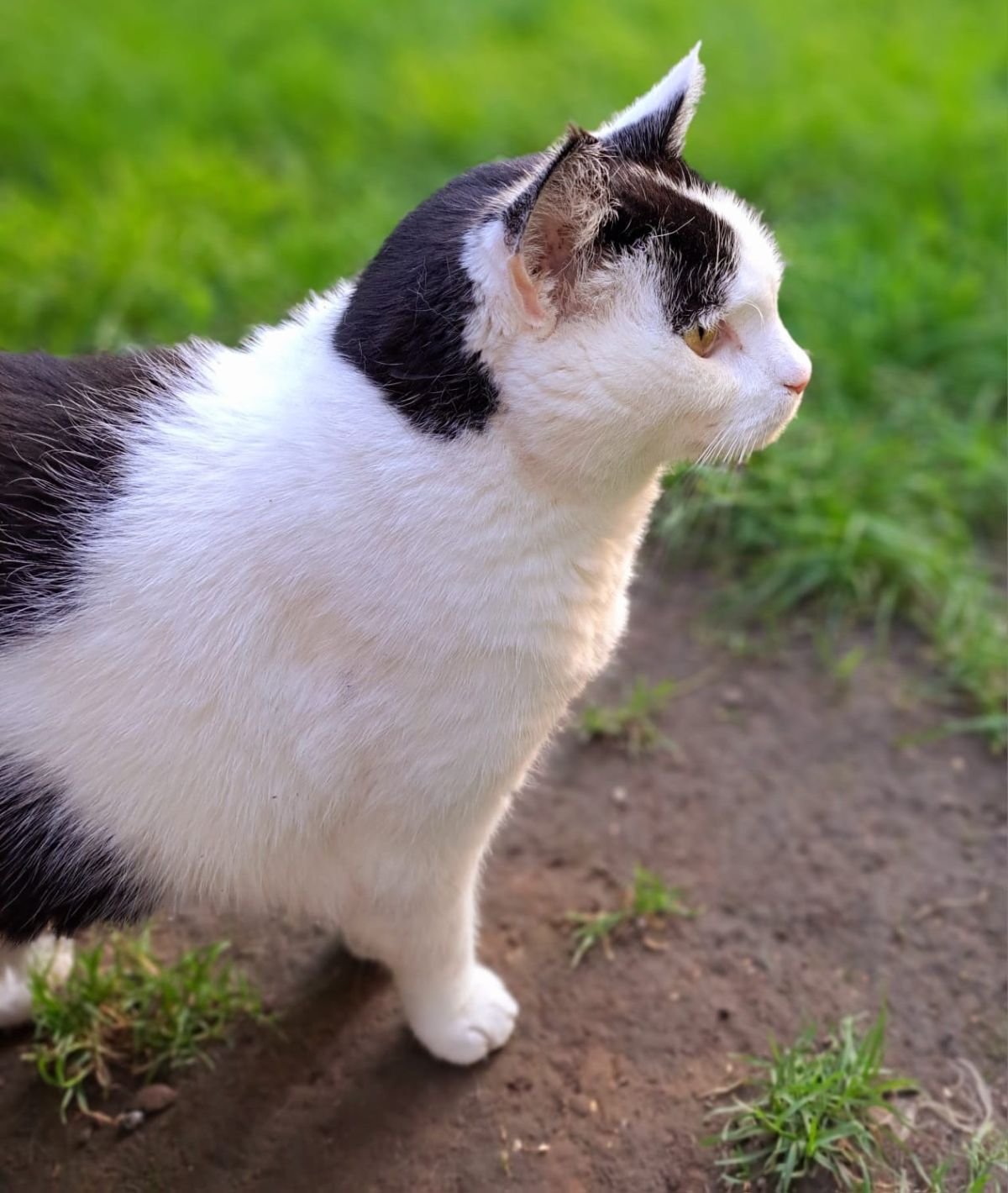Privatvermittlung – Katzensenior aus Hildesheim