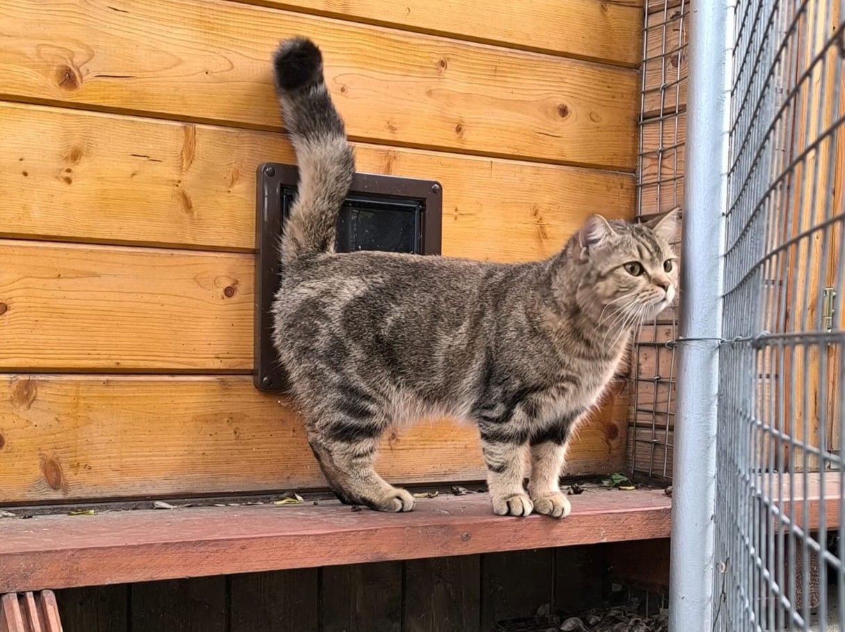 Junge Katze Soso für Freigangshaltung
