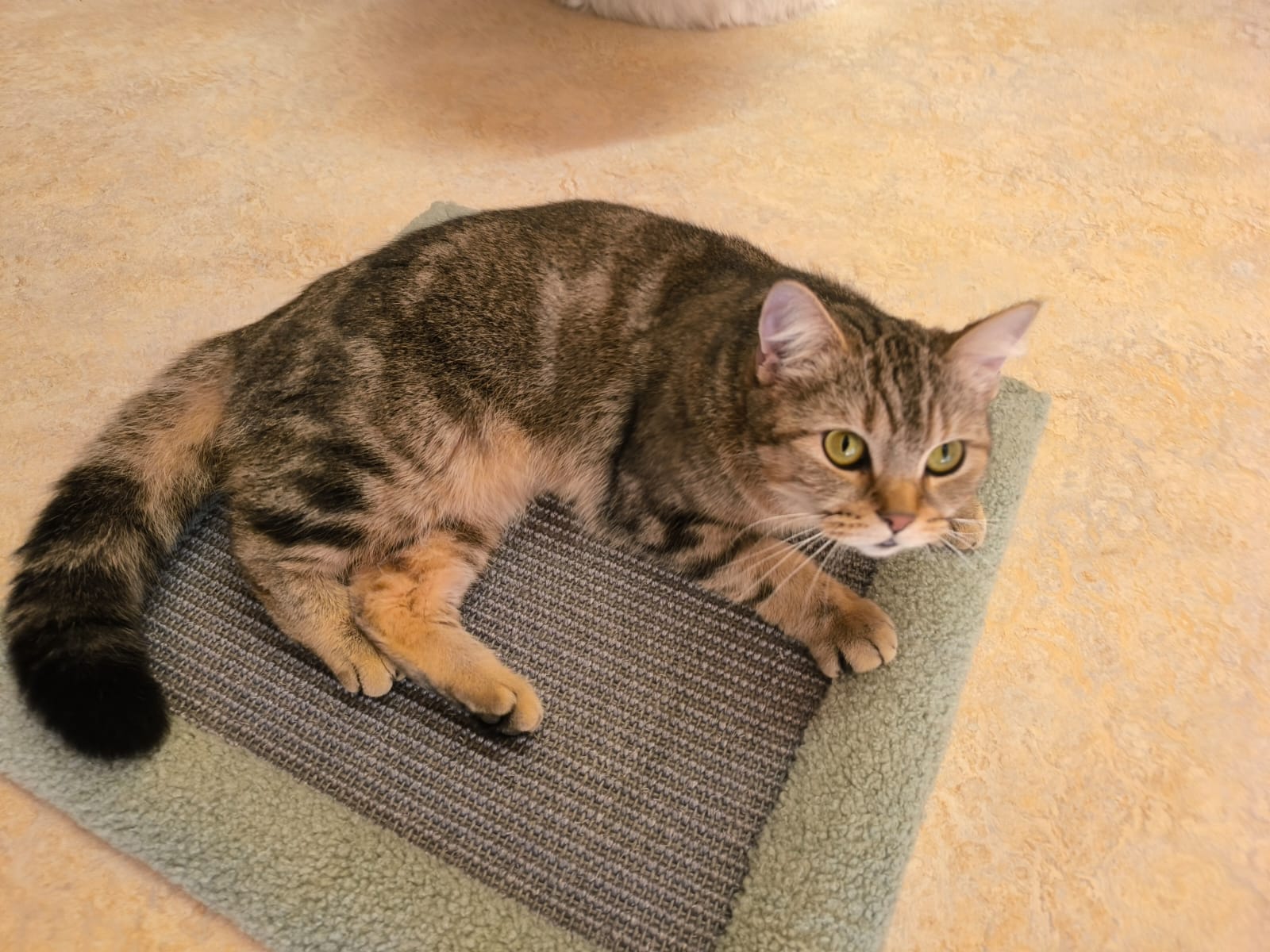 Junge Katze Soso für Freigangshaltung