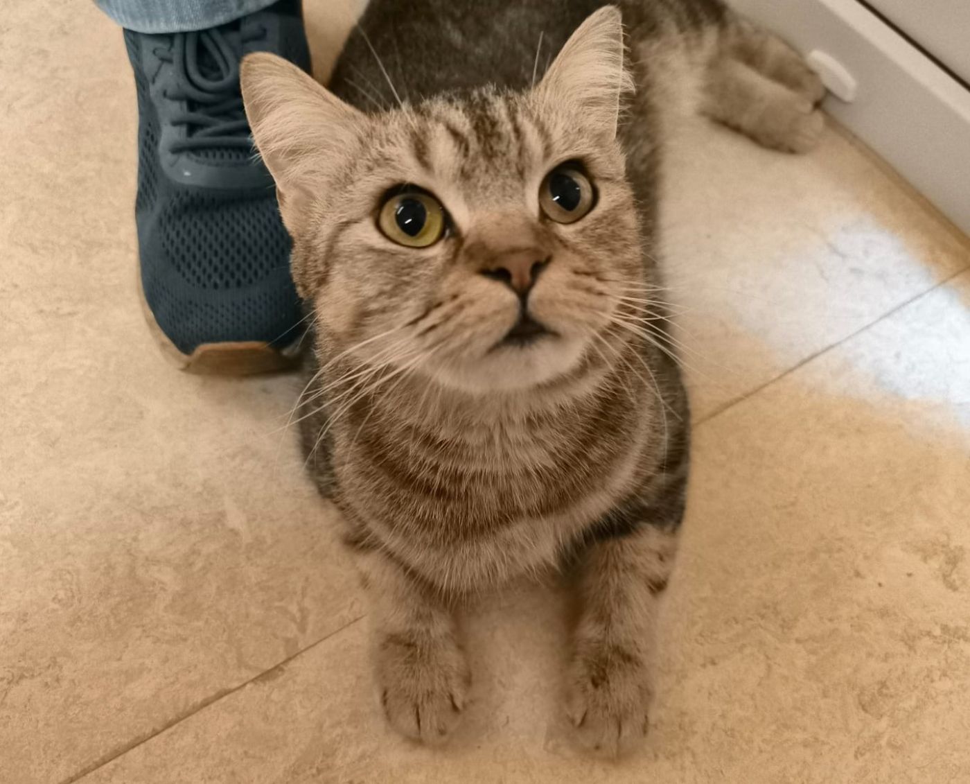 Junge Katze Soso für Freigangshaltung