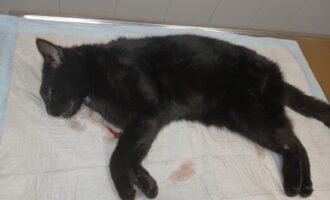 Totfund 11.5. – Schwarzer Kater Schützenwiese/Nähe Polizei in Hildesheim