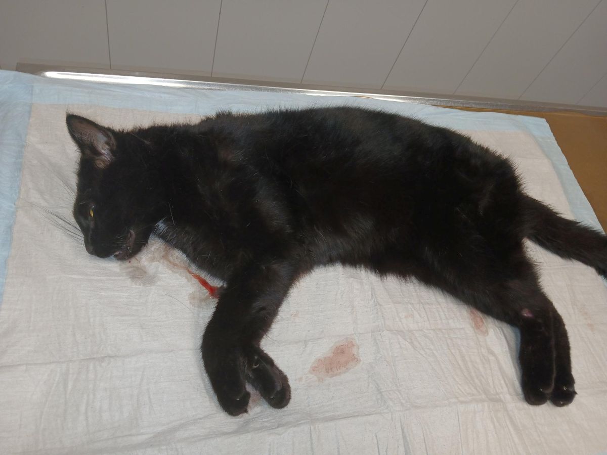Totfund 11.5. – Schwarzer Kater Schützenwiese/Nähe Polizei in Hildesheim