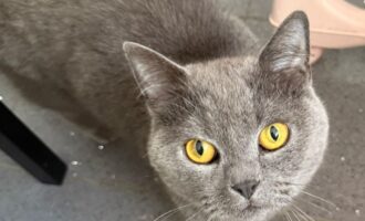 Vermisst seit 14.5. – Kater Ban aus der Brauhausstraße in Hildesheim